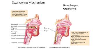 132 Digestive System