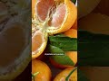 Orange Trees 🍊 The Sweet Secrets of Orange Trees