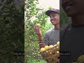 Orange Trees 🍊 The Sweet Secrets of Orange Trees