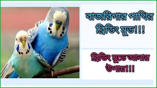 বাজরিগার পাখির ব্রিডিং মুড