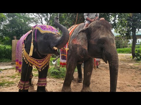 มิ่งไปให้กำลังใจ🐘🐘ป้าลำพูน