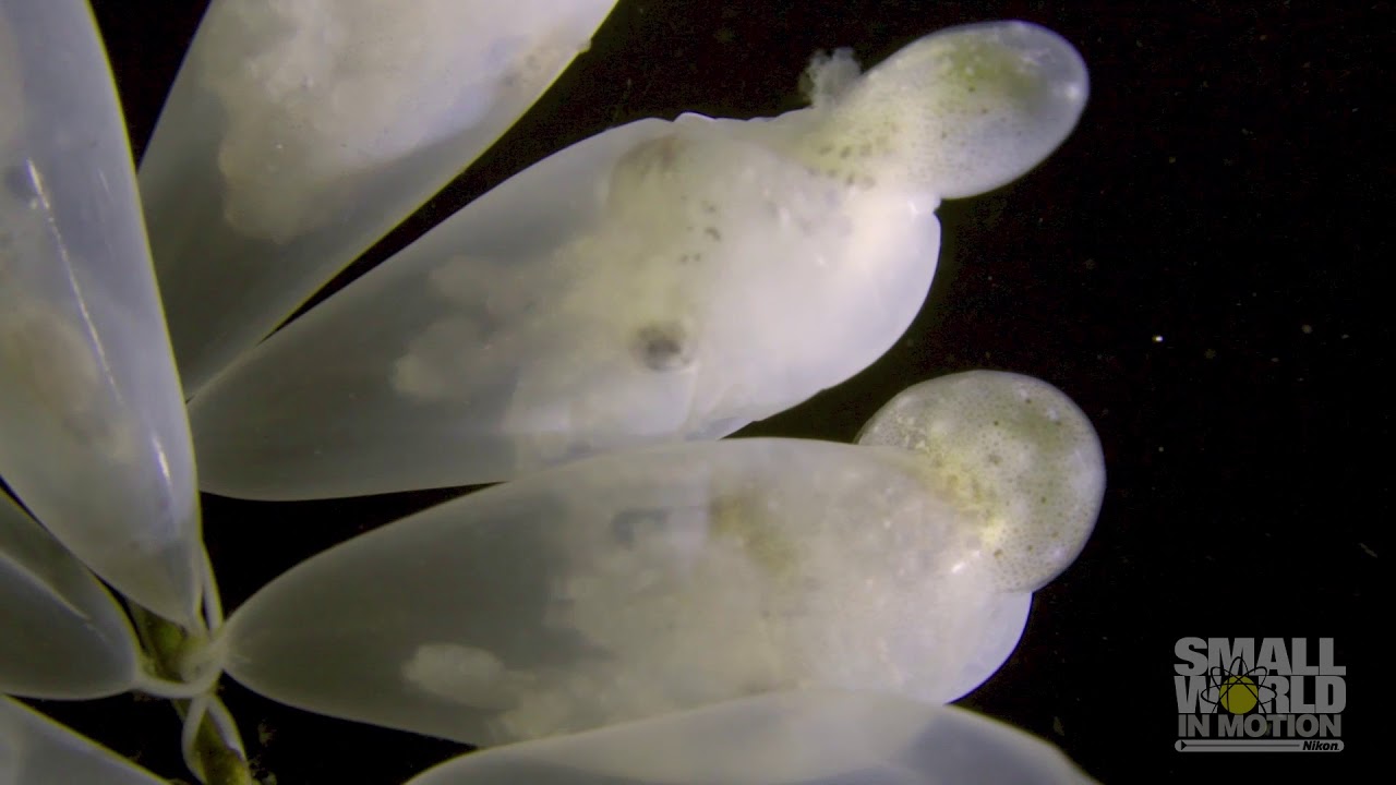 Octopus Eggs Hatching | 2017 Nikon Small World