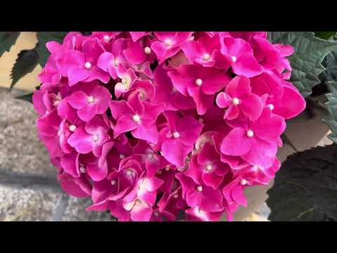 Wonderful really beautiful flowers garden