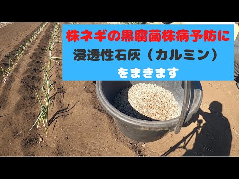 株ネギの黒腐菌核病予防に浸透性苦土石灰 カルミン を散布します Youtube