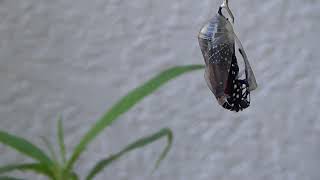 Monarch Butterfly Birth