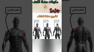 عضلة الكتف تشريح علمي وتمارين كتف