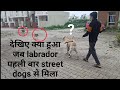 LABRADOR DOG MEETS STREET PUPPY FOR THE FIRST TIME | WATCH HIS REACTION