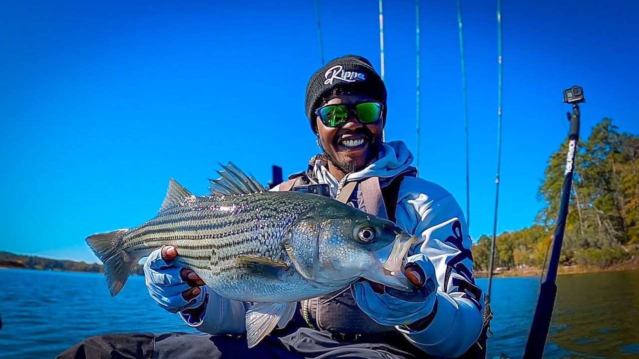 Fall JerkBait Fishing For Striped Bass on Lake Wateree SC YouTube