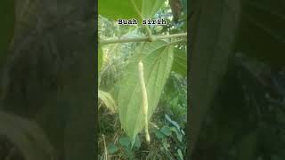 buah sirih