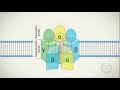 Hypnotic Interactions In Fish And GABAA Receptors Hypnotic Interactions In Fish And GABAA Receptors