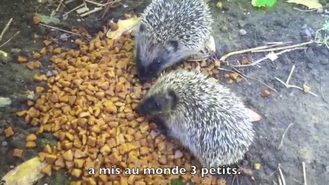 Le Printemps des Hérissons- The spring of the Hedgehogs - YouTube