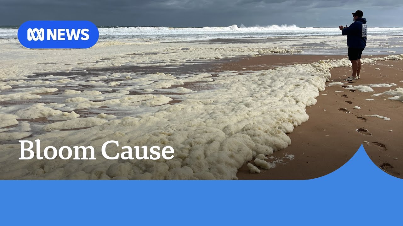 Microalgae toxic to marine life cause of SA coastal bloom | ABC News ...