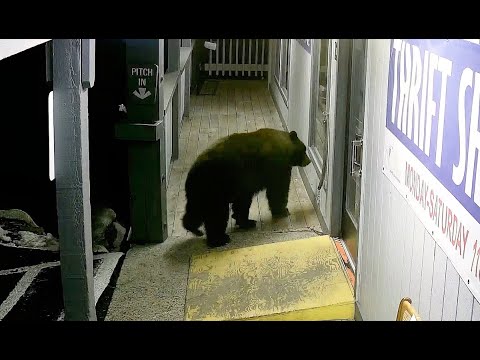 Mama Bear and Her Cub - YouTube
