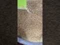 Multipurpose rice cleaning and graiding chalna 📲 +91 73897 21144