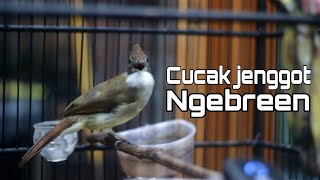 cucak jenggot rasa Ak 47 ngebreen panjang sadis