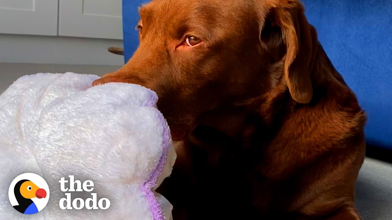 This Dog's Paradise Is a Sun Puddle in The Living Room | The Dodo
