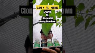 Amazon CLONING products - CLONEX VS HORMEX  ep.4 - Plant CUTTING cloning GRAFTING GROWING CUTTINGS