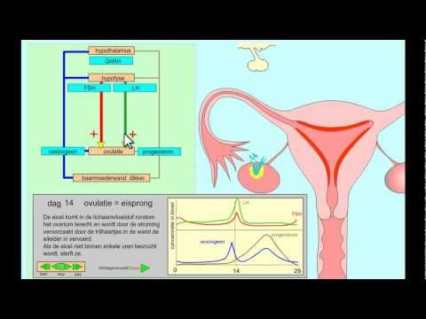 Video: Verschil Tussen Oestrogeen En Progesteron