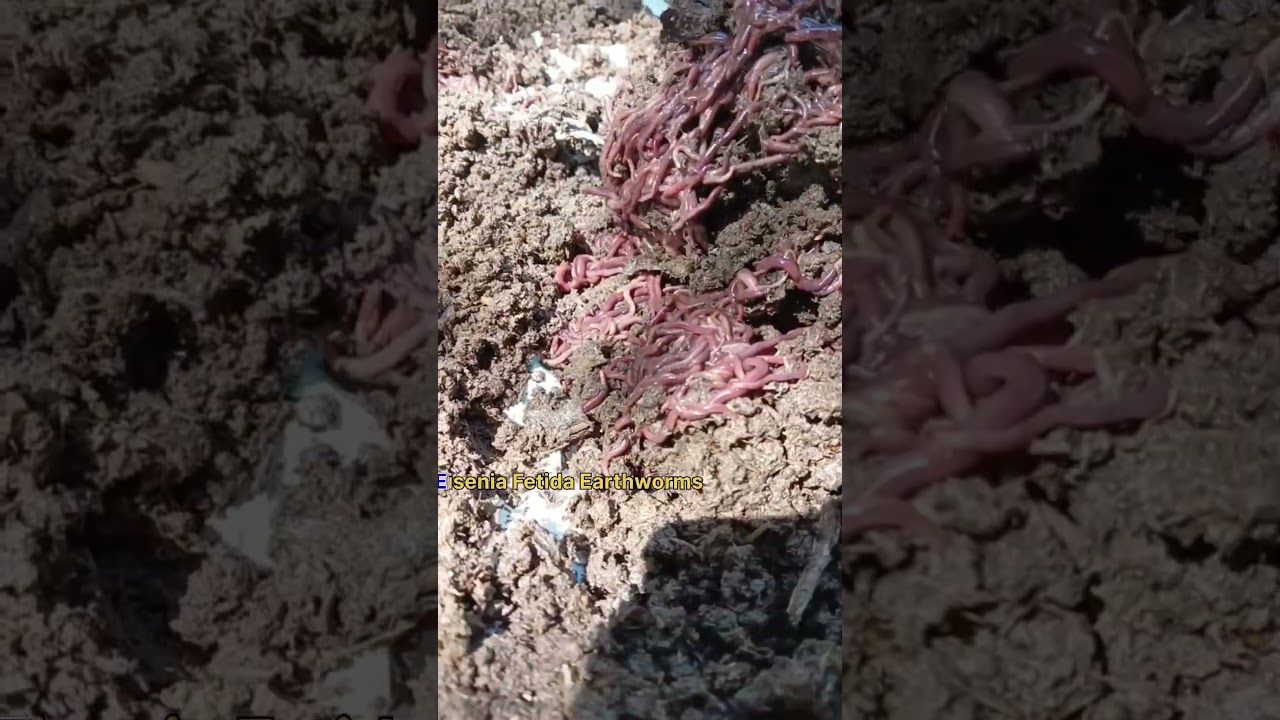 How to Make Vermicompost ? Vermicompost Unit in Punjab Mukerian.
