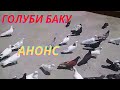 Бакинские голуби в Баку!