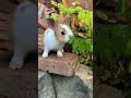 Little bunny, big smiles 🐇😊 #BunnyCute #PetLove #ViralShorts
