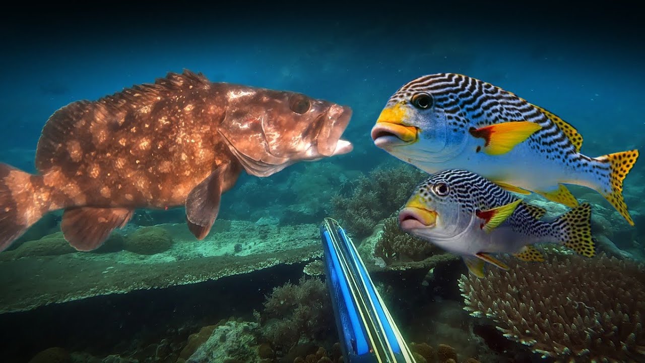 Berburu Ikan || Panen Hampir Satu Perahu