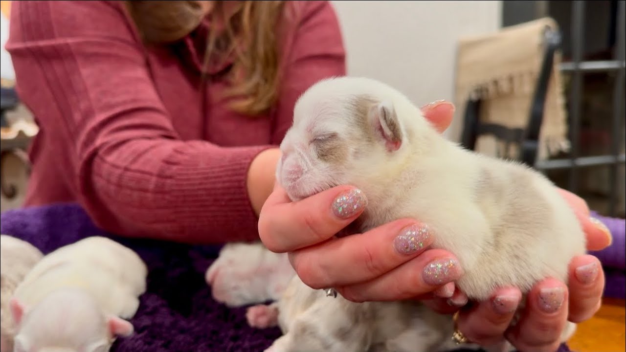 Pink Husky Koi Fluffy 😱