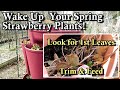 Get Your Garden Strawberry Plants Off to a Great Spring Start: Trim &amp; Fertilizer at 1st Leaves!