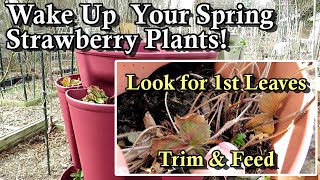 Get Your Garden Strawberry Plants Off to a Great Spring Start: Trim &amp; Fertilizer at 1st Leaves!