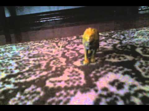 ქართველ ადამიანს-წუწაობა უნდა 19