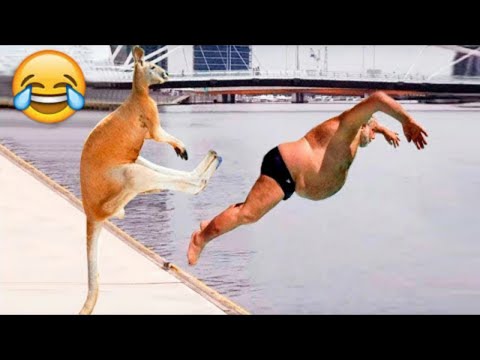 Funny animal videos try not to laugh impossible