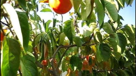 Giant Fuyu persimmon tree