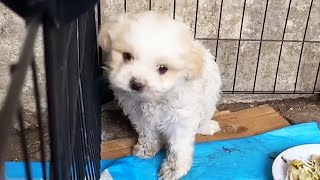 [Коллекция помощи бездомным собакам] Маленькая белая собака, спасенная дождливыми дождями, дрожит,