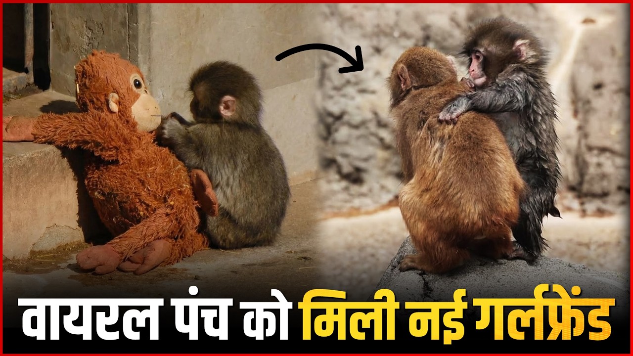 VIDEO: Baby Monkey Punch Finds Love with Momo Chan ❤️ - YouTube