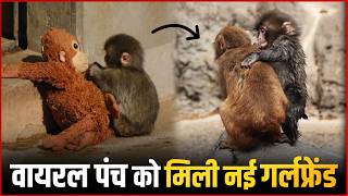 Video Baby Monkey Punch Finds Love With Momo Chan