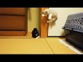 【貴重映像】他の猫と遊ぶ子猫時代のもんた