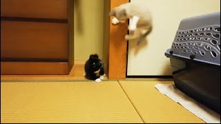 【貴重映像】他の猫と遊ぶ子猫時代のもんた