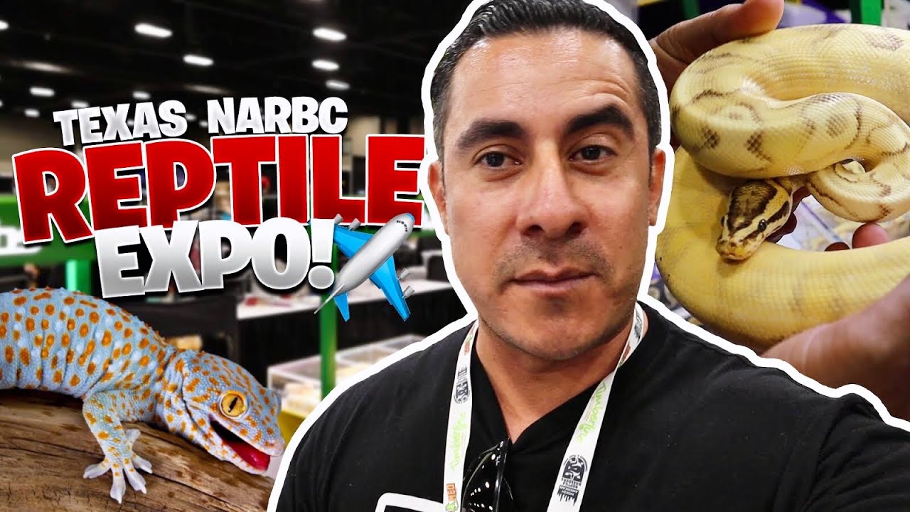 Fui A Una Expo De Reptiles En Texas YouTube