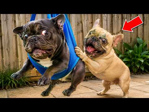 When Pets Turn Ordinary Days Into Comedy Shows 😂 | Best Funny Animal Compilation