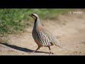 Кеклик (Chukar Partridge) в Кыргызстане