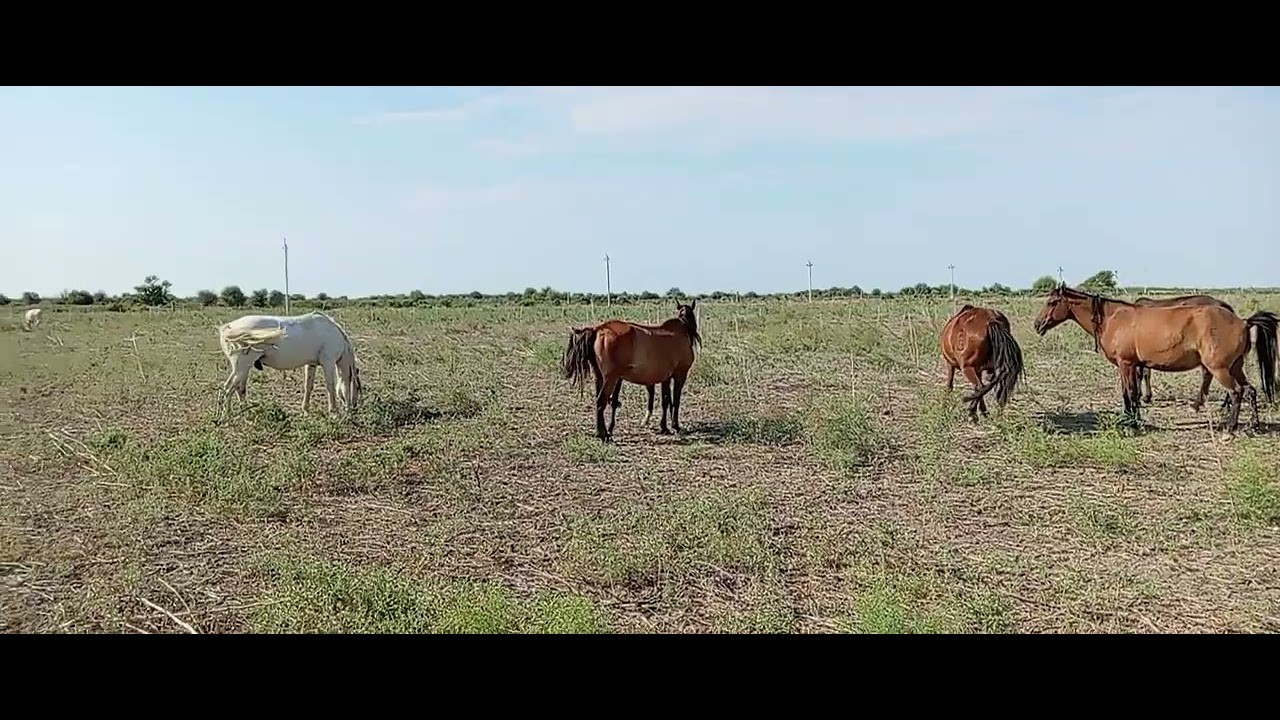 Кок Айгыр уйери азайып калды 2-ши Август 2025 жыл