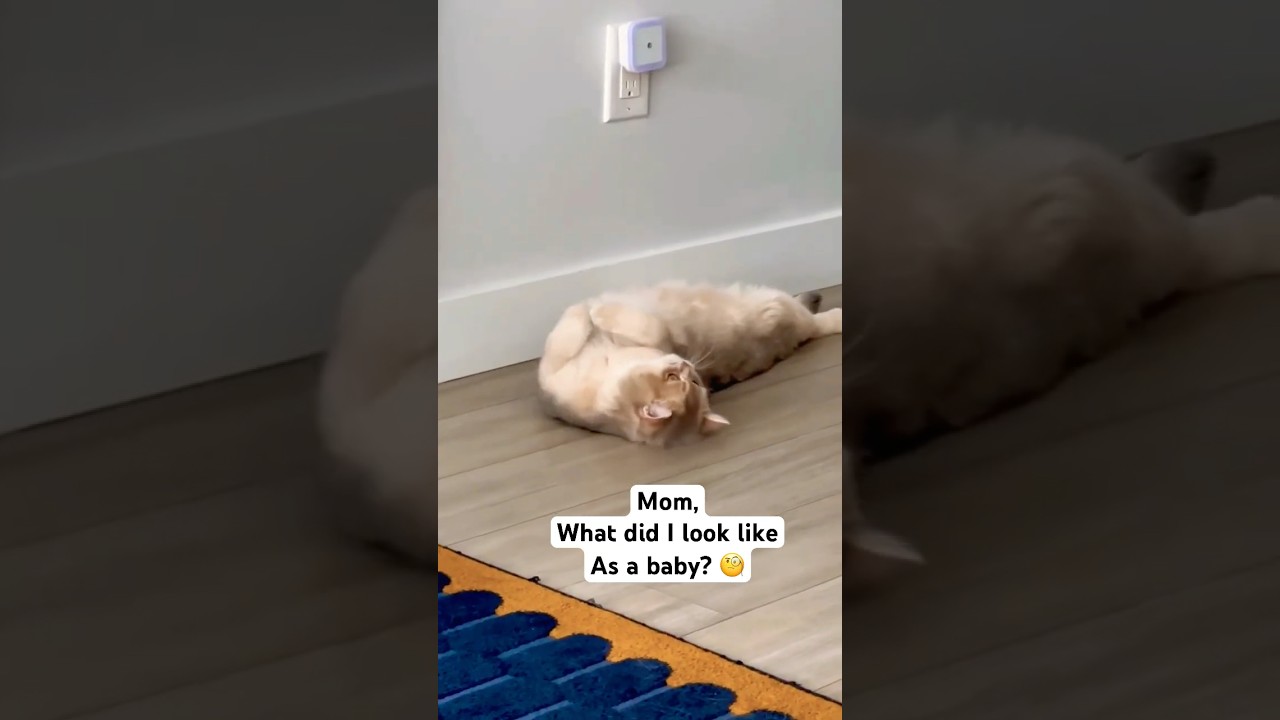 ✨🐱Kittens grow up so fast!! 🥹✨