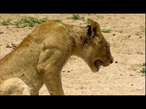 Vidéo: Un Lion Tchèque Tué à Mort Par Des Lions