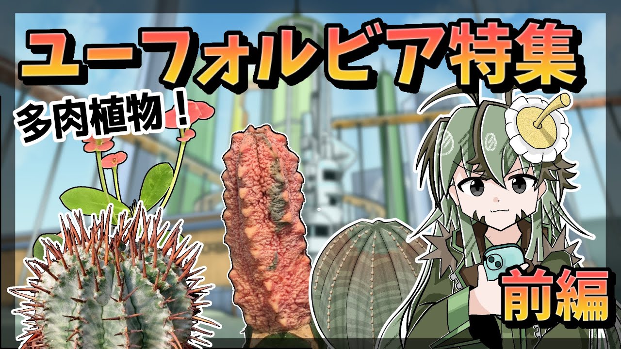 【植物アニメ】ユーフォルビアの大都市を散策！ほのぼの多肉植物物語【前編】