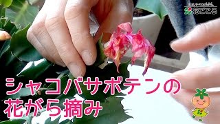 冬でも鮮やかに花開くシャコバサボテンの育て方 植え替えのコツや水やり方法を伝授 暮らし の 冬でも鮮やかに花開くシャコバサボテンの育て方 植え替えのコツや水やり方法を伝授 暮らし の