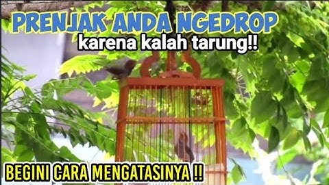 CARA MEMULIHKAN MENTAL PRENJAK KEPALA MERAH YANG NGEDROP