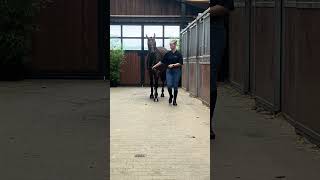 Oh Hercule du Bois du But - Walk