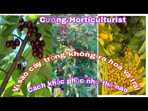 Video: Cây lê không ra hoa - Lý do tại sao cây lê của tôi không nở hoa