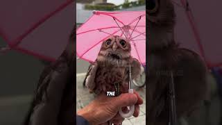 Why do owls make no sound when they fly?#animals #funnyanimal #funny #cute #owl