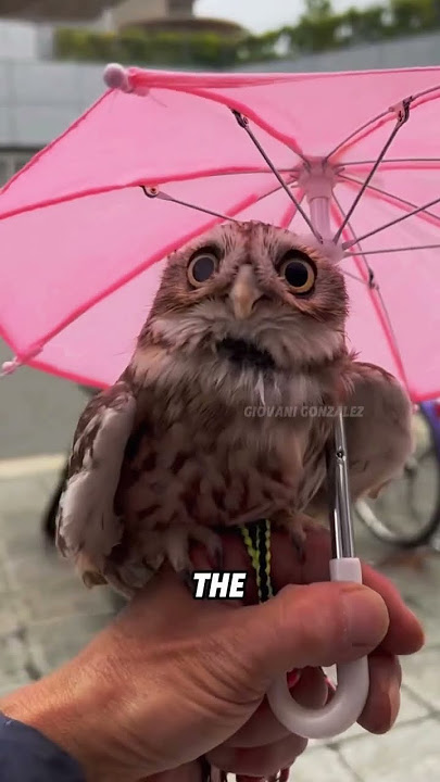 Why do owls make no sound when they fly?#animals #funnyanimal #funny #cute #owl